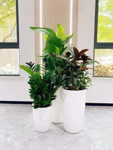 专业盆景出租,让宁波余姚生活更添绿意